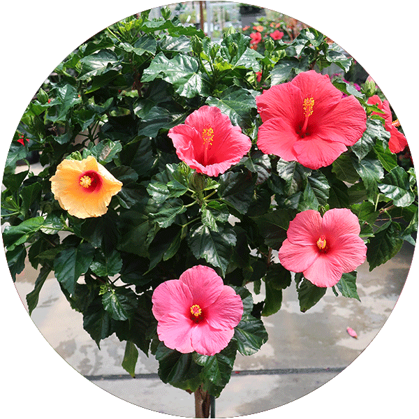 A tree-form hibiscus plant with yellow, pink and peach colored blooms.